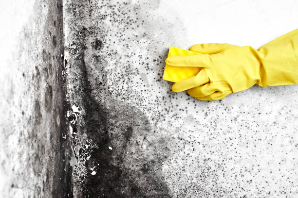 Best Residential Mold Removal  in Indian Hills, NM