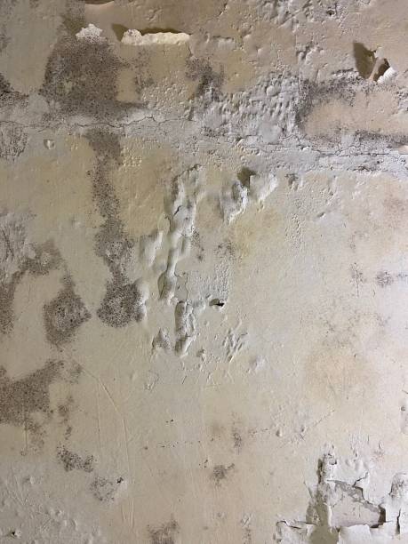 Best Home Mold Removal  in Indian Hills, NM