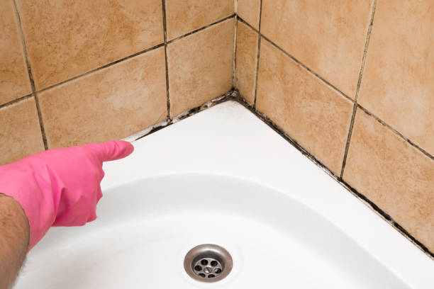 Best Office Mold Removal Services  in Indian Hills, NM